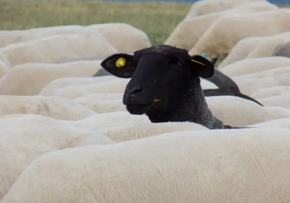 ungerechtfertigte-arbeitsunfaehigkeitsbescheinigung